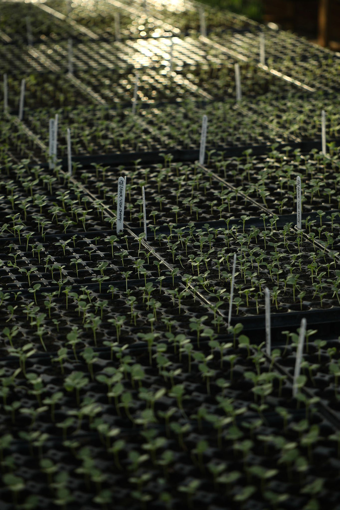 April Growing Advice