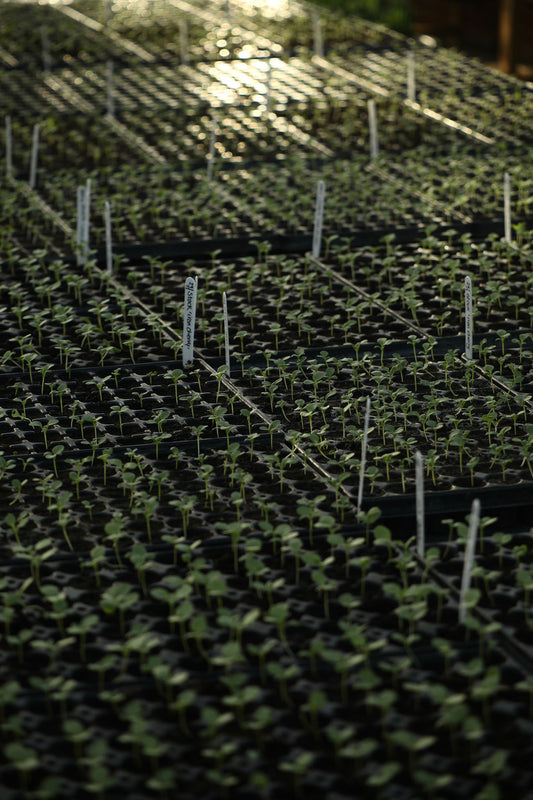 April Growing Advice