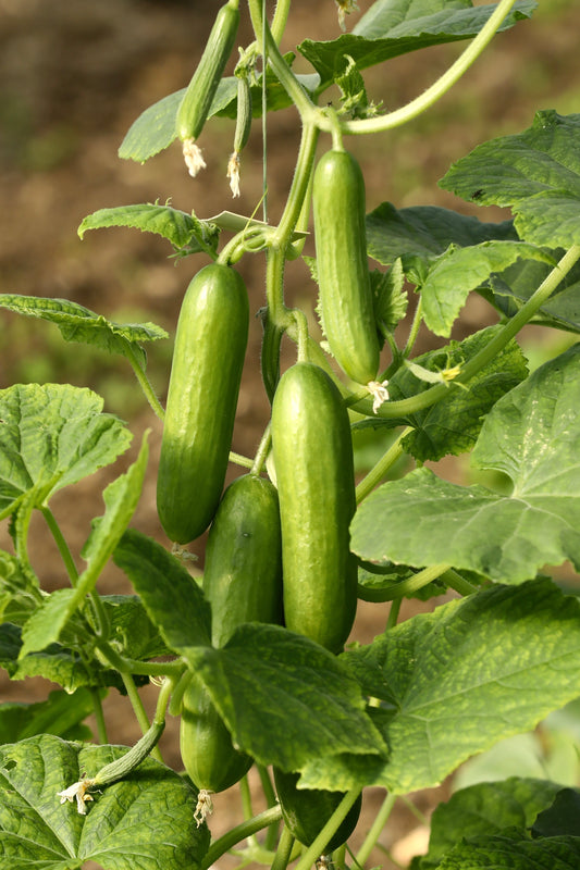 Quick pickled cucumber