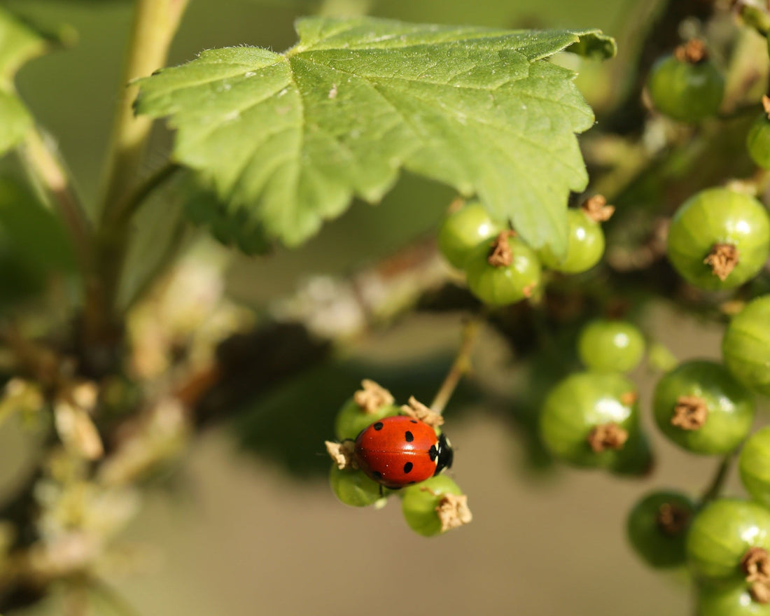 Adapting to a Dry Spring