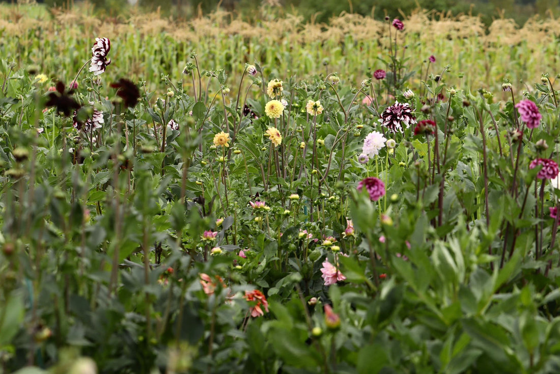 November Growing Advice