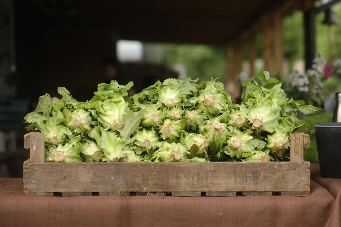 Farm Lettuce with Caesar Dressing