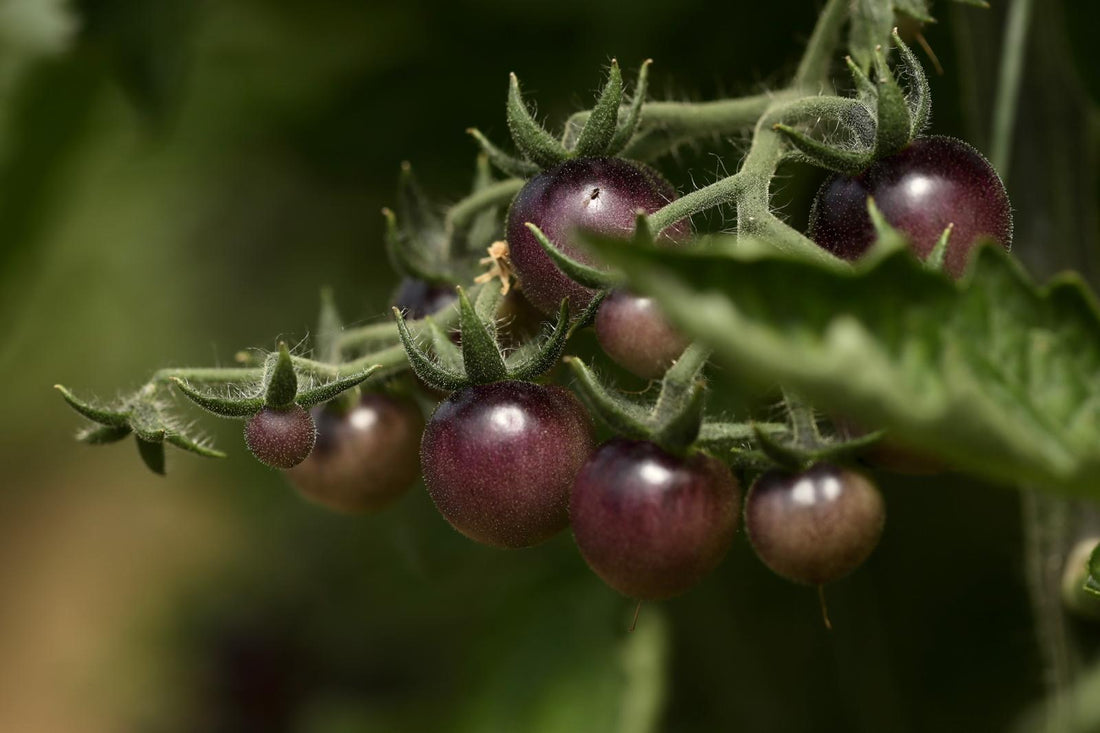 August Growing Advice