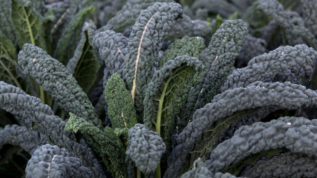 Skye's Cavolo Nero Soup with Farinata