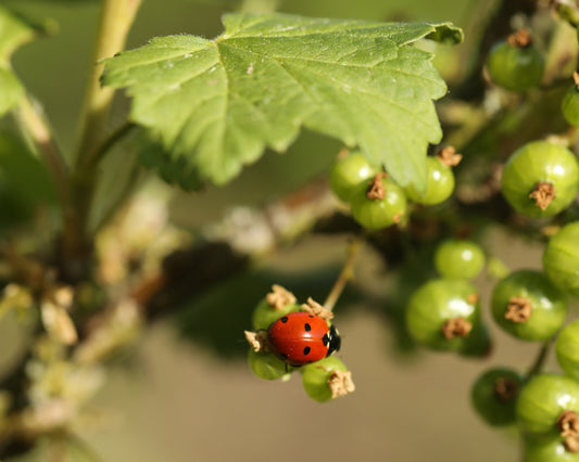 Adapting to a Dry Spring