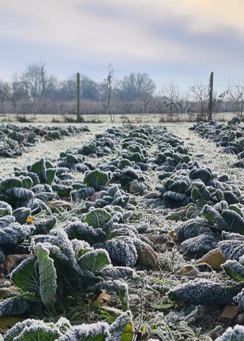 Produce Sale - Saturday 18th January