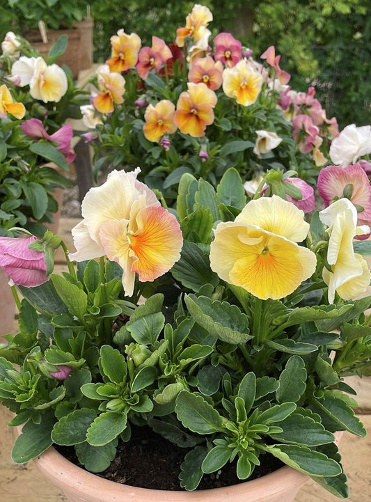 Plant Pop-Up Sale - Monday 26th May