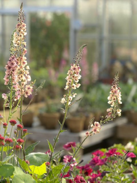 Plant Pop-Up Sale - Saturday 24th May