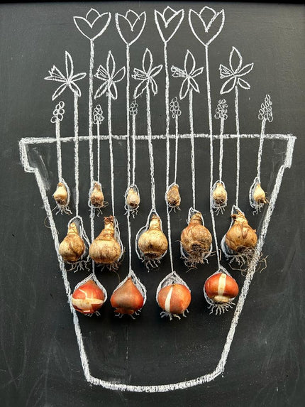 Layered Bulb Planting Workshop - Saturday 1st November
