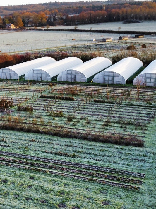 Produce Sale - Saturday 17th January 2026