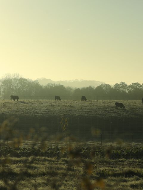 Produce Sale - Saturday 7th February 2026