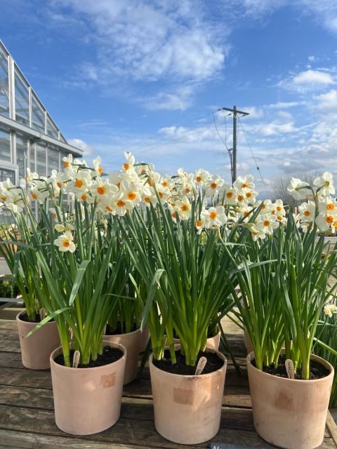 Produce Sale - Saturday 7th March 2026