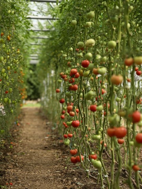 Tomato Celebration Produce Sale - Saturday 15th August 2026