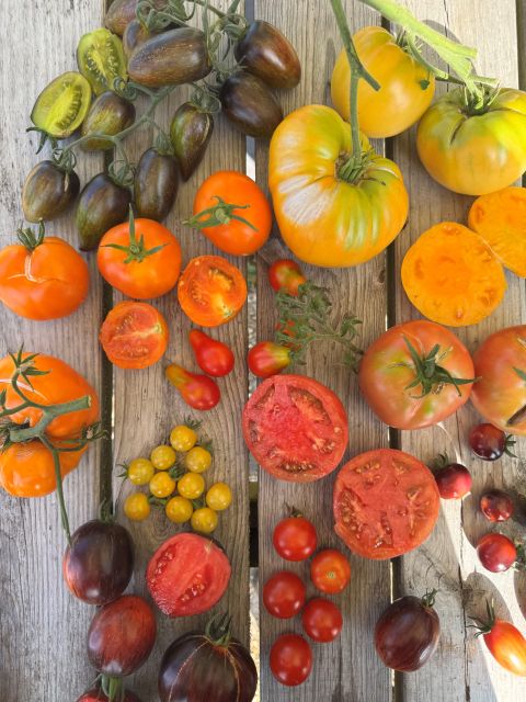 Tomato Celebration Workshop - Saturday 15th August 2026