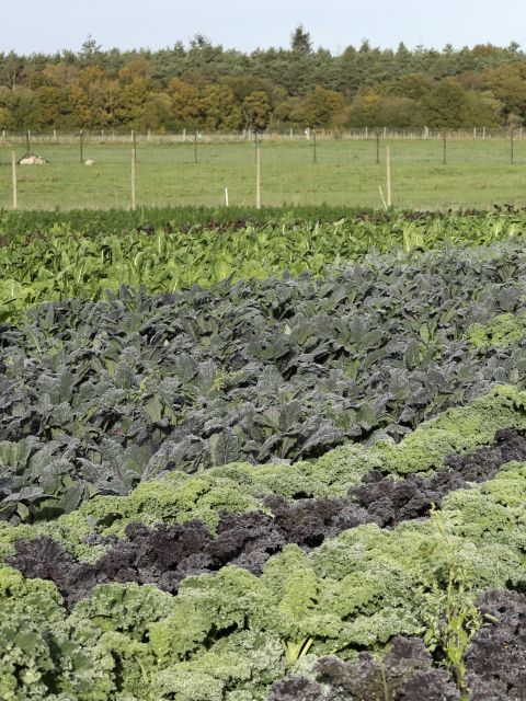 Produce Sale - Sunday 19th September 2026