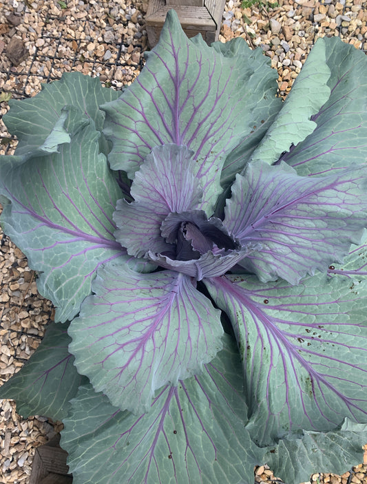 Produce Sale - Saturday 3rd October 2026