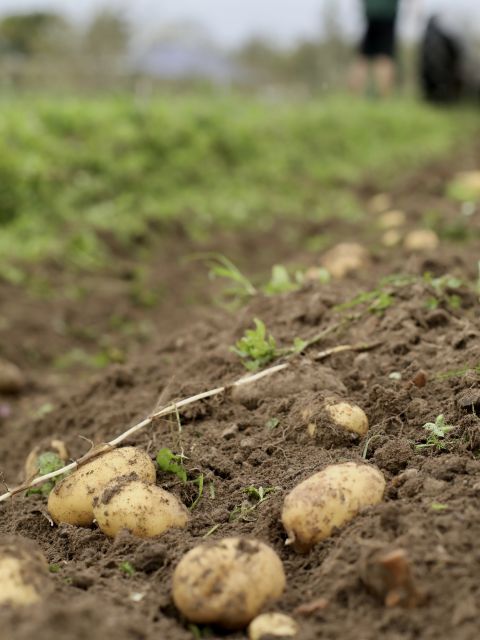 Produce Sale  - Saturday 17th October 2026