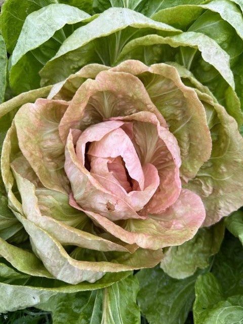 Produce Sale - Saturday 7th November 2026