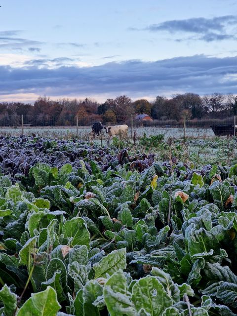 Produce Sale - Saturday 21st November 2026