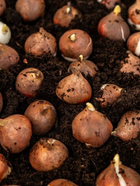 Bulb Planting - Tuesday 3rd November 2026